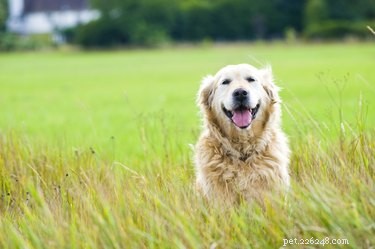 Effective Training Tips for Your Senior Dog: Stay Active & Engaged