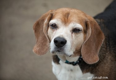 Effective Training Tips for Your Senior Dog: Stay Active & Engaged