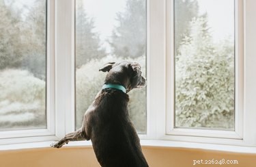 Managing Your Dog’s Separation Anxiety: Practical Tips for a Calm, Confident Companion