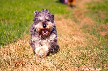 Mastering Reliable Recall: Proven Techniques to Teach Your Dog to Respond Instantly