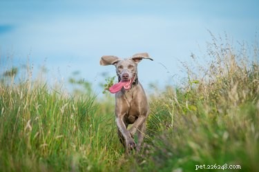 Mastering Reliable Recall: Proven Techniques to Teach Your Dog to Respond Instantly