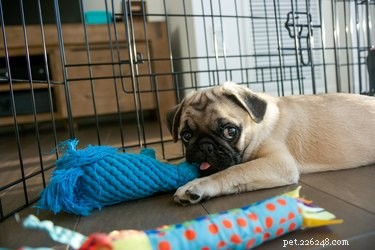 Effective Strategies to Prevent Your Puppy From Chewing Everything