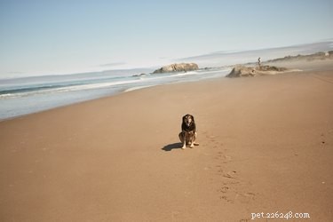 Teach Your Dog a Reliable Stay: Step‑by‑Step Training Guide