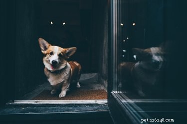Teach Your Dog a Reliable Stay: Step‑by‑Step Training Guide
