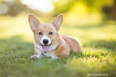 Teach Your Dog a Reliable Stay: Step‑by‑Step Training Guide