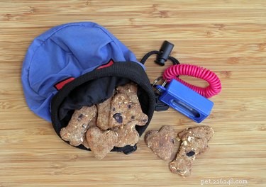 How to Select a Certified Dog Trainer You Can Trust