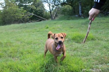 Best Bully Sticks: Safe, Natural Chews for Happy Dogs