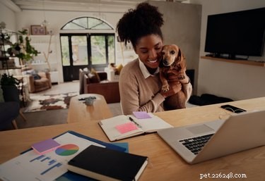 Train Your Dog to Become a Compassionate Therapy Dog: A Step‑by‑Step Guide