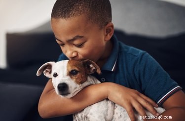 Train Your Dog to Become a Compassionate Therapy Dog: A Step‑by‑Step Guide