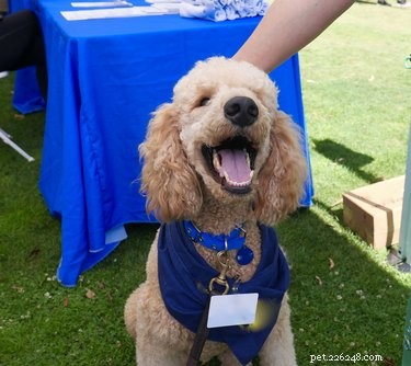 Train Your Dog to Become a Compassionate Therapy Dog: A Step‑by‑Step Guide