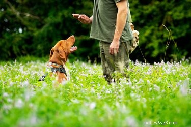 Positive Reinforcement Training Explained: A Humane Approach to Dog Behavior