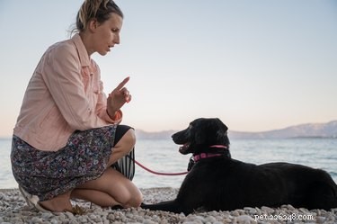 Positive Reinforcement Training Explained: A Humane Approach to Dog Behavior