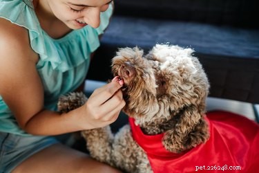 Positive Reinforcement Training Explained: A Humane Approach to Dog Behavior
