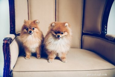 Train Your Dog to Stay Off Furniture: Proven, Gentle Techniques