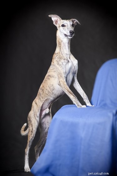Train Your Dog to Stay Off Furniture: Proven, Gentle Techniques