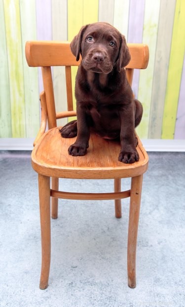 Train Your Dog to Stay Off Furniture: Proven, Gentle Techniques