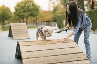 Can Every Dog Be Trained? Understanding Factors That Influence Trainability