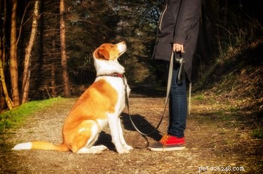 Can Every Dog Be Trained? Understanding Factors That Influence Trainability