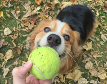 Why Won’t My Dog Play Fetch? Common Reasons & Solutions