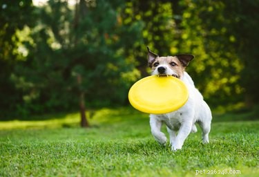 Why Won’t My Dog Play Fetch? Common Reasons & Solutions