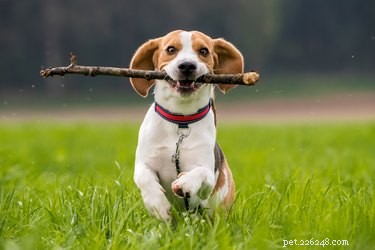Why Won’t My Dog Play Fetch? Common Reasons & Solutions