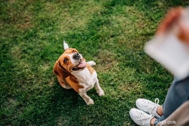 Train Your Dog to Greet Guests Calmly and Courteously