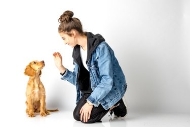 Train Your Dog to Greet Guests Calmly and Courteously