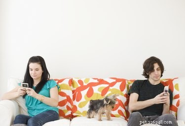 Train Your Dog to Quietly Respond at the Door: A Proven Guide