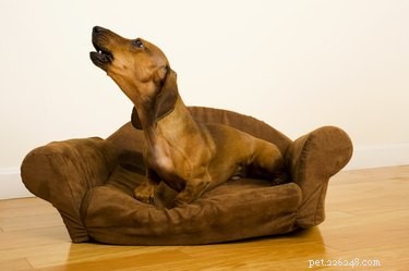 Train Your Dog to Quietly Respond at the Door: A Proven Guide