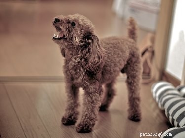 Train Your Dog to Quietly Respond at the Door: A Proven Guide