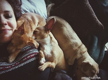 Why and How to Keep Your Dog Off Your Bed for Better Sleep