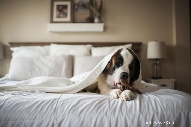 Why and How to Keep Your Dog Off Your Bed for Better Sleep