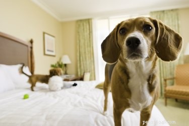 Why and How to Keep Your Dog Off Your Bed for Better Sleep