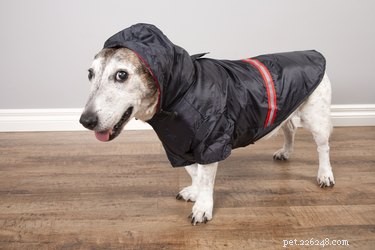 How to Handle a Dog That Won’t Pee or Poop in the Rain
