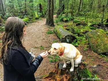 How to Handle a Dog That Won’t Pee or Poop in the Rain