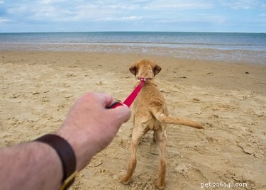 Master Leash Training: Guide to a Calm, Controlled Walk
