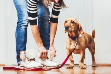 Master Leash Training: Guide to a Calm, Controlled Walk