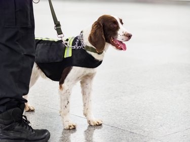 The Science Behind Training Detection Dogs: Techniques & Best Practices