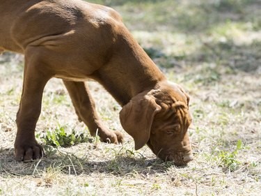 The Science Behind Training Detection Dogs: Techniques & Best Practices