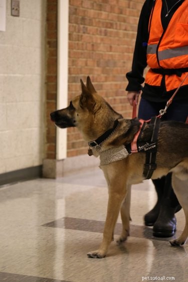 The Science Behind Training Detection Dogs: Techniques & Best Practices