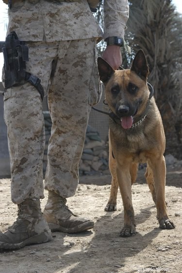 The Science Behind Training Detection Dogs: Techniques & Best Practices