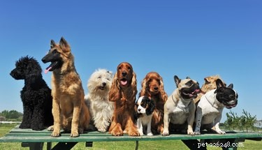 How I Learned Valuable Lessons After My Dog Was Dismissed From Group Training