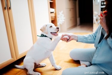 How I Learned Valuable Lessons After My Dog Was Dismissed From Group Training