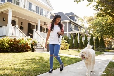 How I Learned Valuable Lessons After My Dog Was Dismissed From Group Training
