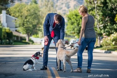 How I Learned Valuable Lessons After My Dog Was Dismissed From Group Training
