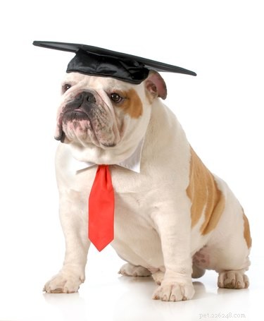 How I Learned Valuable Lessons After My Dog Was Dismissed From Group Training