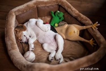 Train Your Dog to Sleep Quietly in Another Room: A Step-by-Step Guide