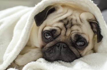 Train Your Dog to Sleep Quietly in Another Room: A Step-by-Step Guide