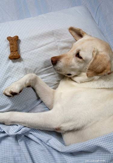 Train Your Dog to Sleep Quietly in Another Room: A Step-by-Step Guide