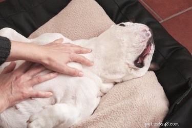 Train Your Dog to Sleep Quietly in Another Room: A Step-by-Step Guide